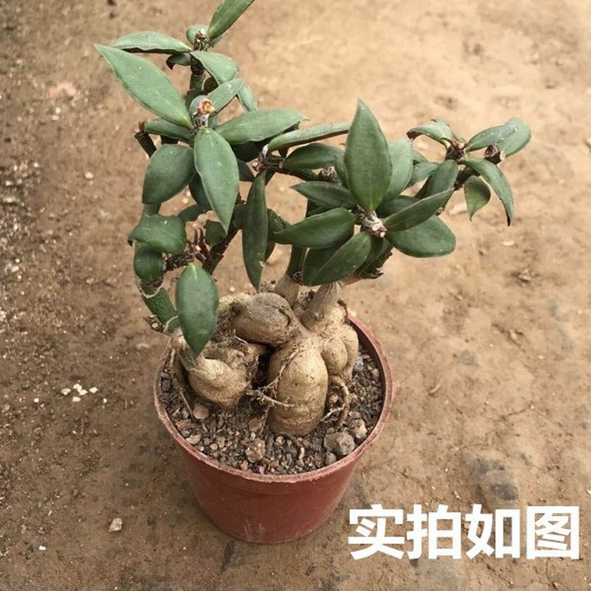 Женьшень молочай Трибуна Жизнь Даджи Диаметр корня клубня Форма плоти Хороший офис Маленький бассейн Реальный снимок