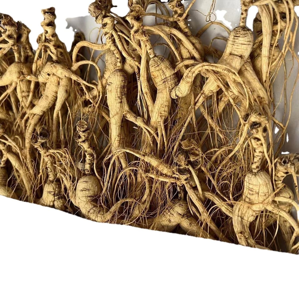 Чанбай Горный Лес Горный Спуск Семян Женьшеня Женьшень 15-20 лет Семенные Товары Сырая Кожа Оригинальные Лесные Семена...