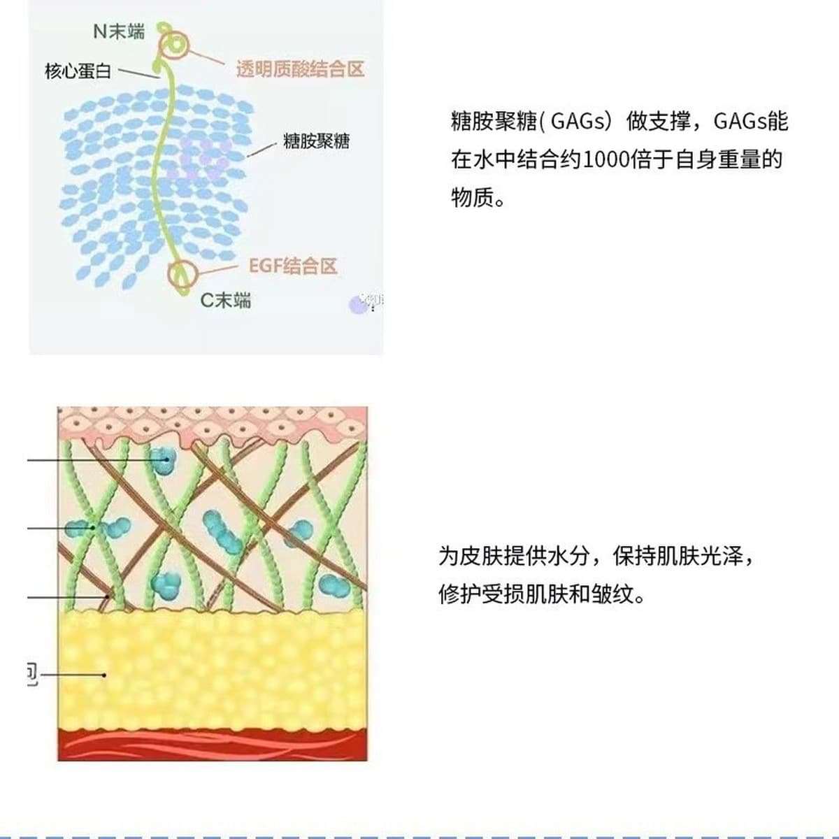 Бозе повышает эластичность, шелковистую и нежную линию салона красоты благодаря крему против старения