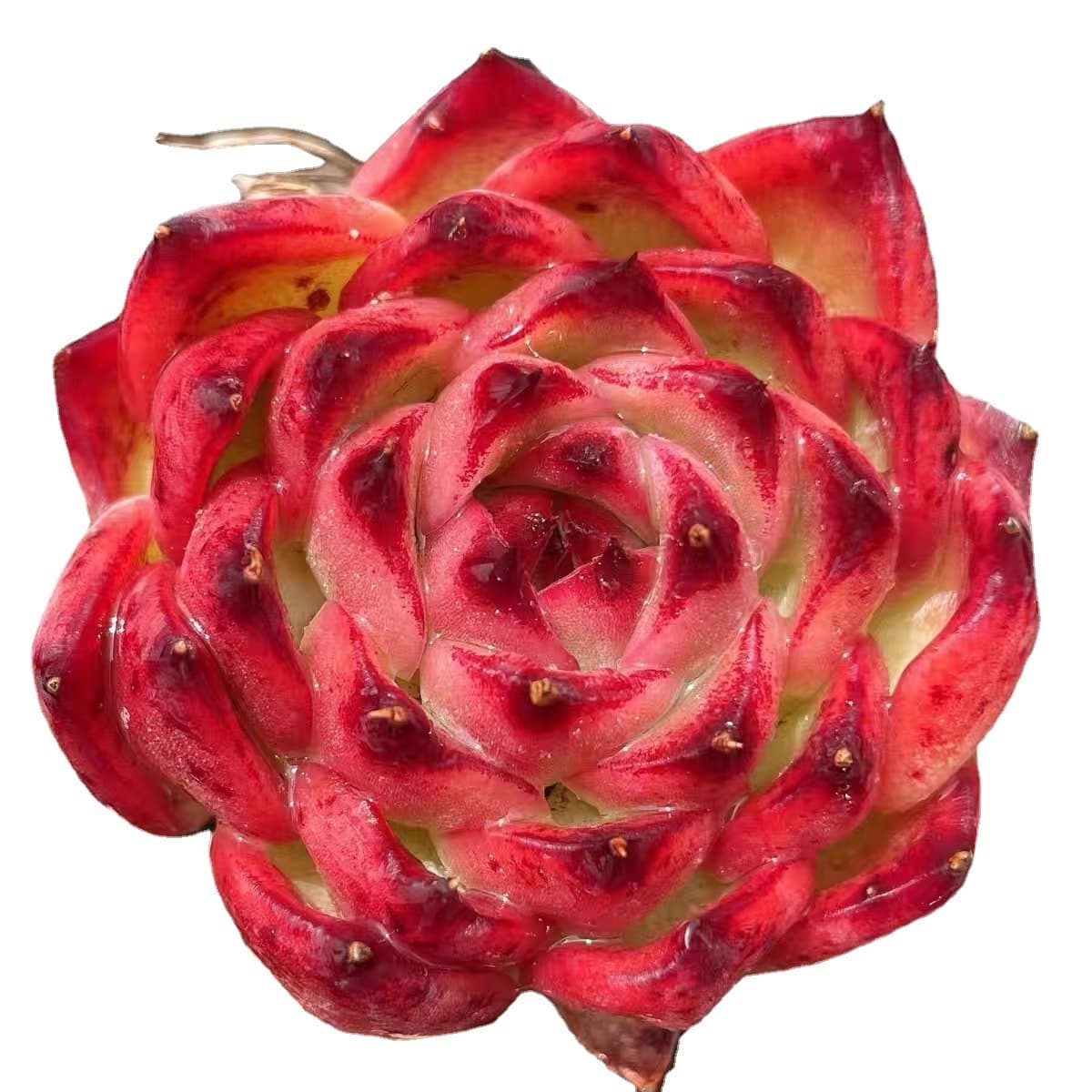 База собственного производства и продажи суккулентов оптовая продажа небольших суккулентов