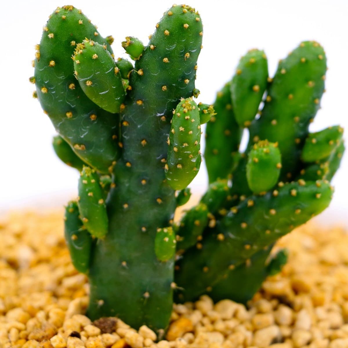 База собственного производства и продажи суккулентов оптовая продажа небольших суккулентов