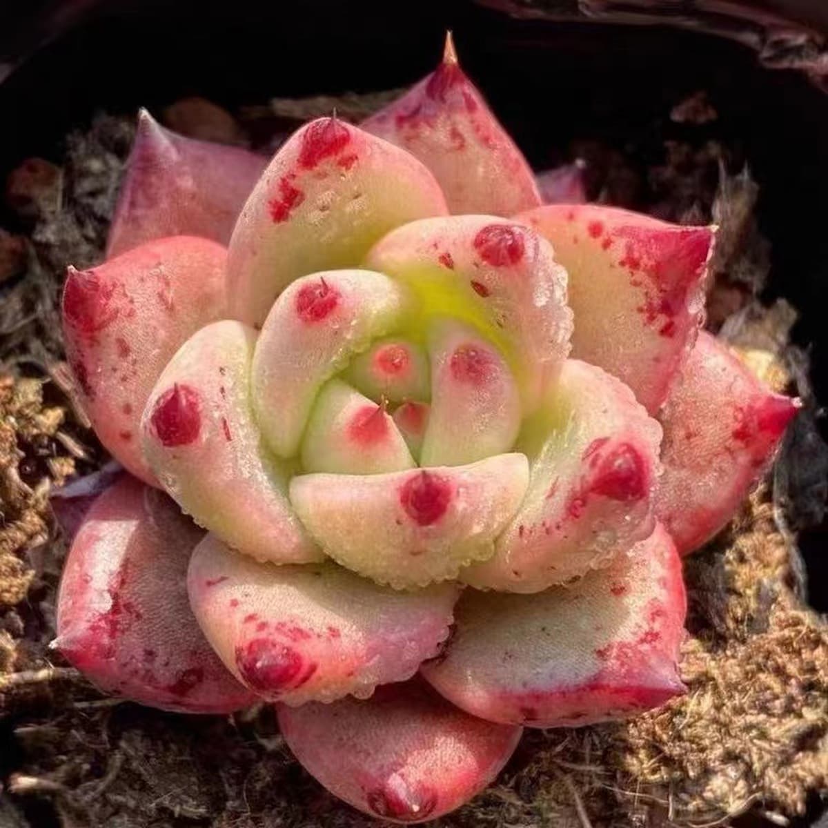 База собственного производства и продажи суккулентов оптовая продажа небольших суккулентов