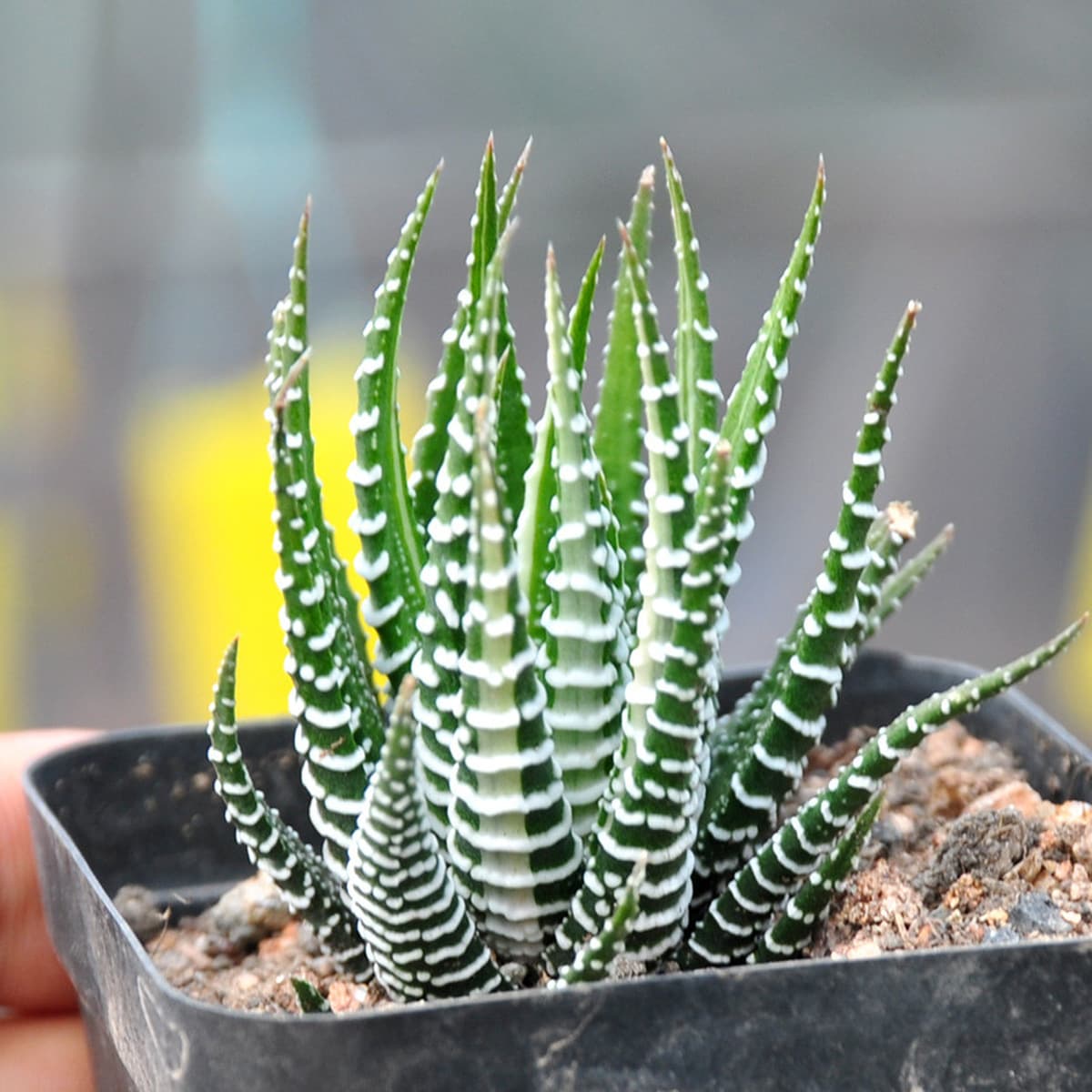 База собственного производства и продажи суккулентов оптовая продажа небольших суккулентов