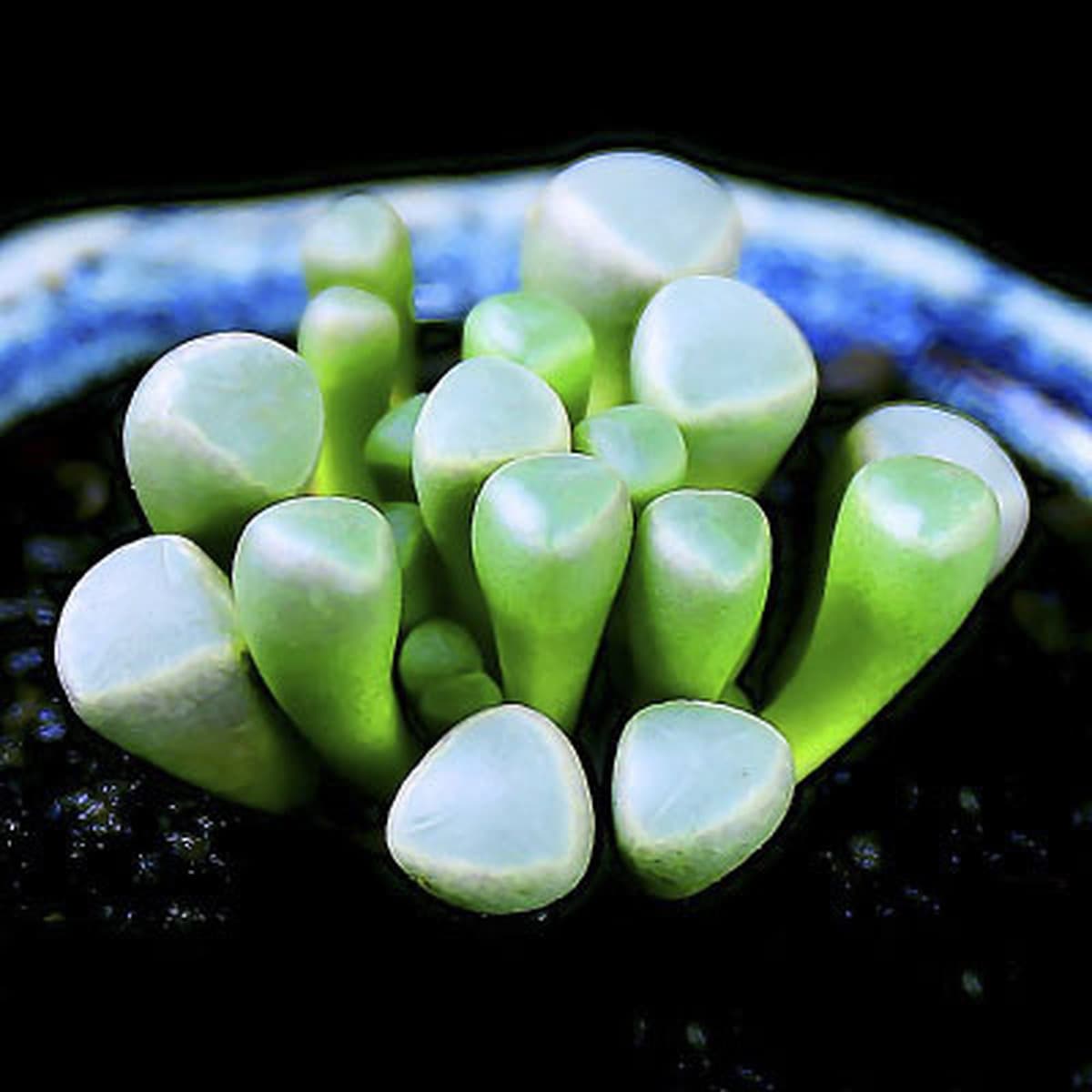 База собственного производства и продажи суккулентов оптовая продажа небольших суккулентов