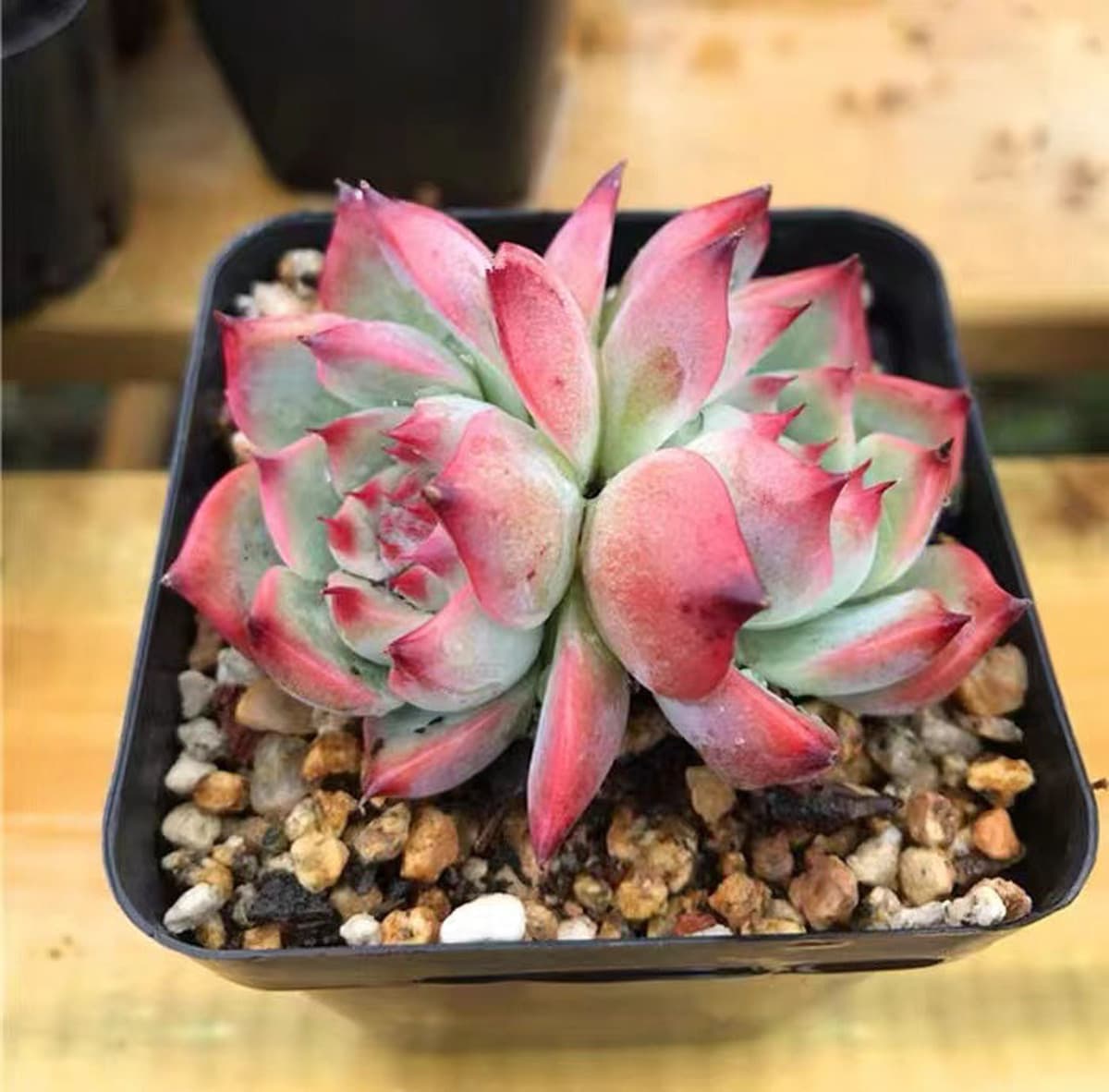 База собственного производства и продажи суккулентов оптовая продажа небольших суккулентов