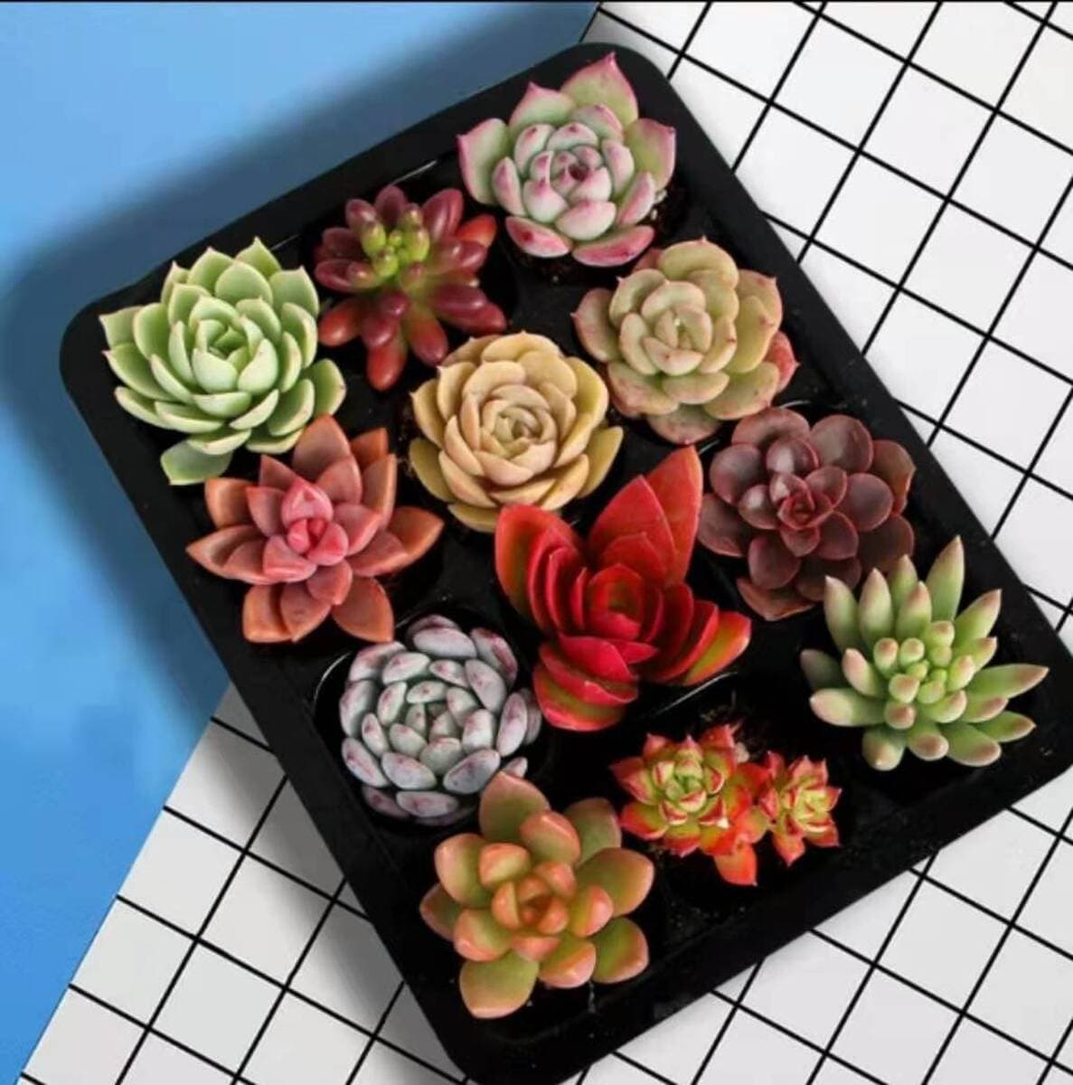 База собственного производства и продажи суккулентов оптовая продажа небольших суккулентов