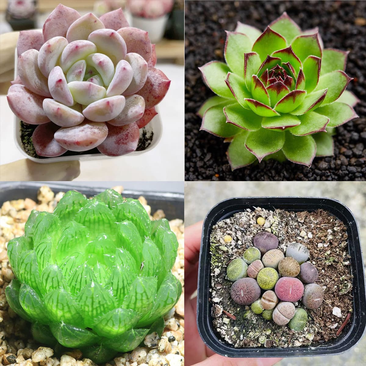 База собственного производства и продажи суккулентов оптовая продажа небольших суккулентов