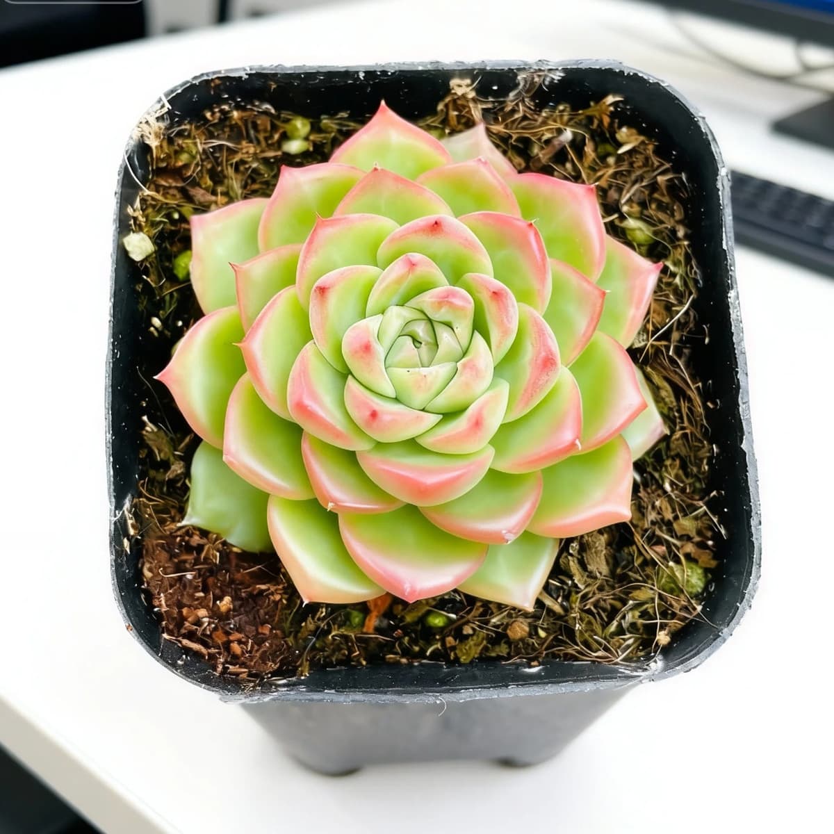 База собственного производства и продажи суккулентов оптовая продажа небольших суккулентов