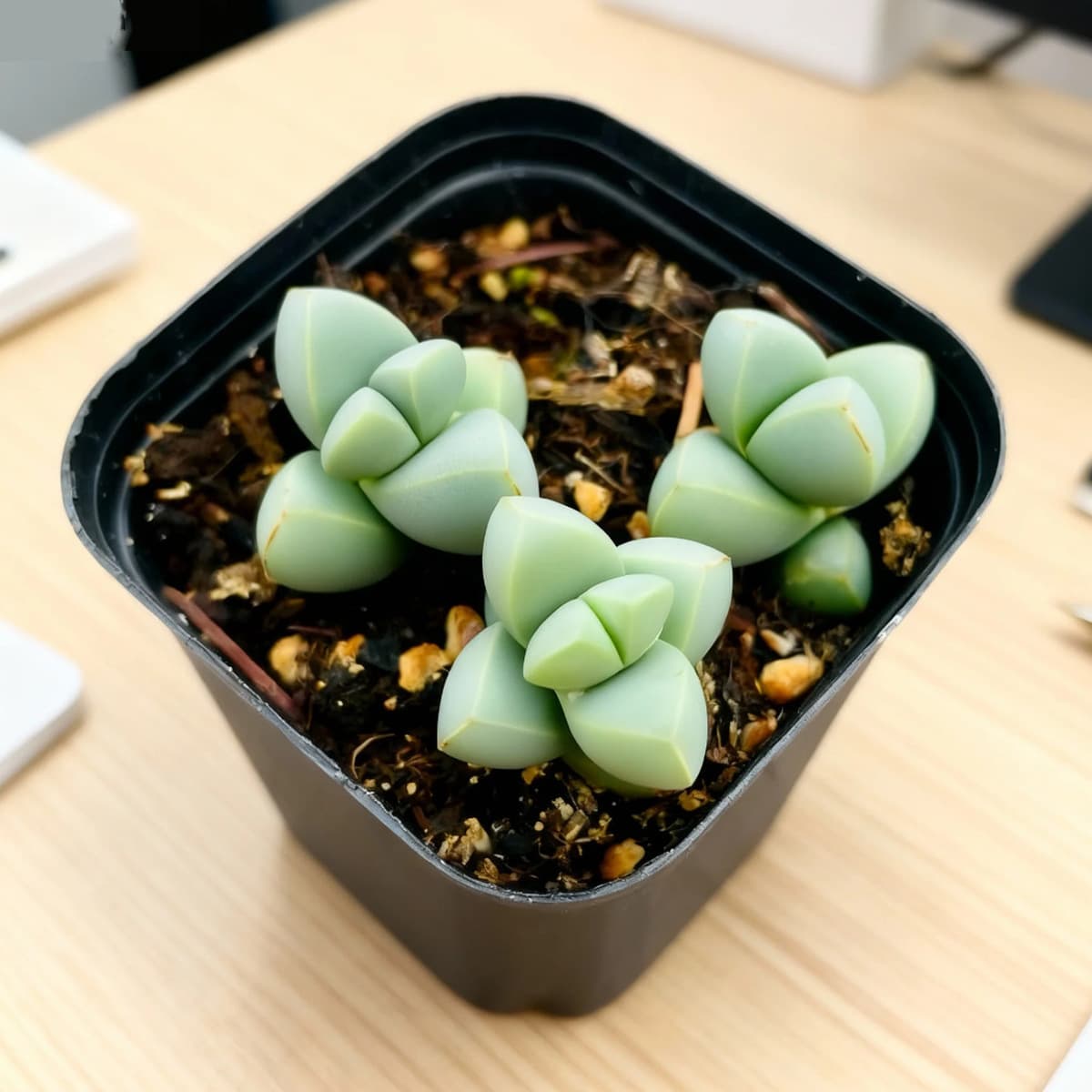 База собственного производства и продажи суккулентов оптовая продажа небольших суккулентов