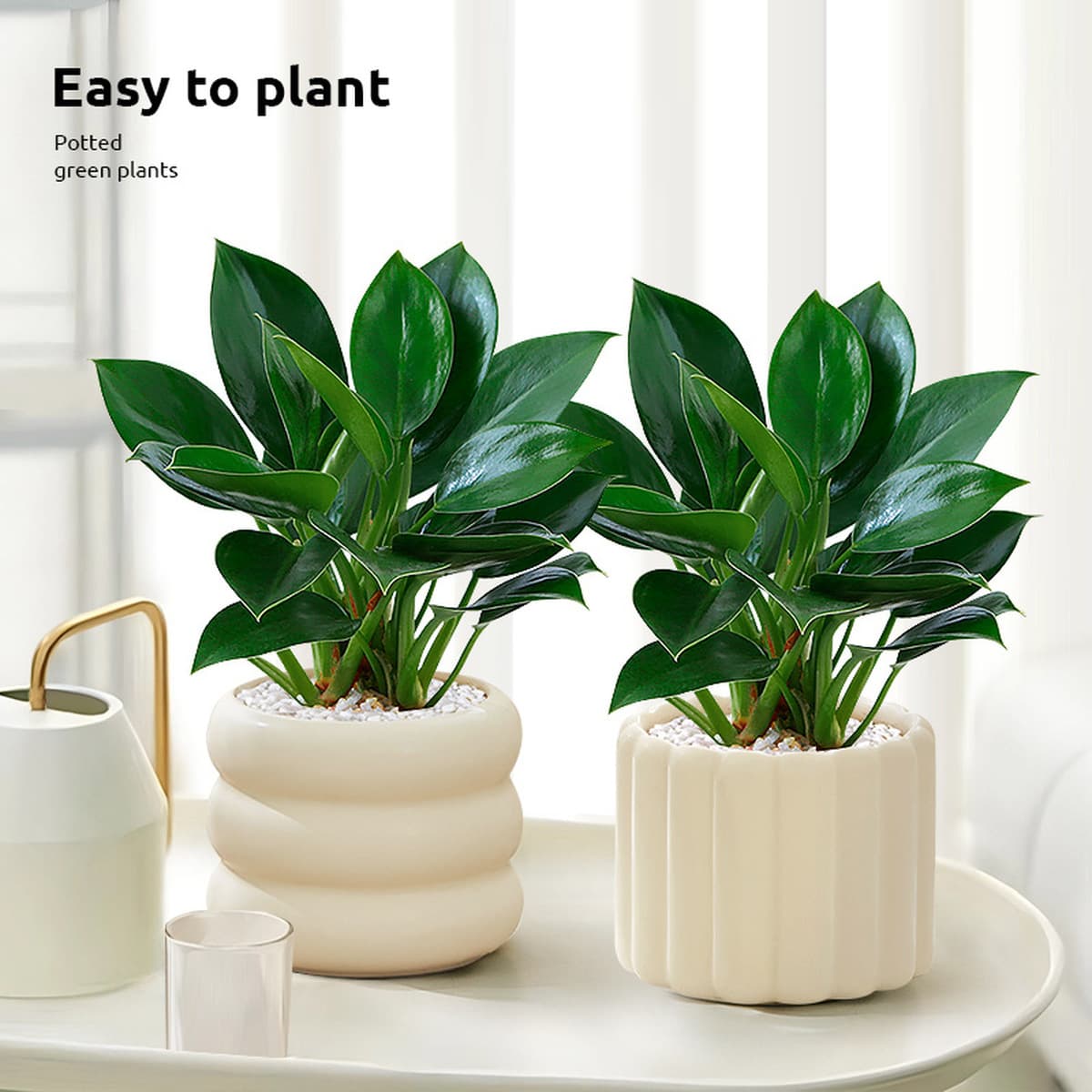 Большой горшок с золотыми бриллиантами, зеленые комнатные растения принцессы в горшках, цветы, зеленые растения для...