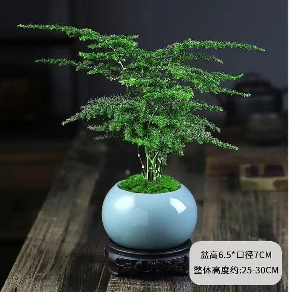 Спаржа горшечные растения Комнатные цветы и растения гостиная поглощают некоторое количество альдегида бонсай офисный...