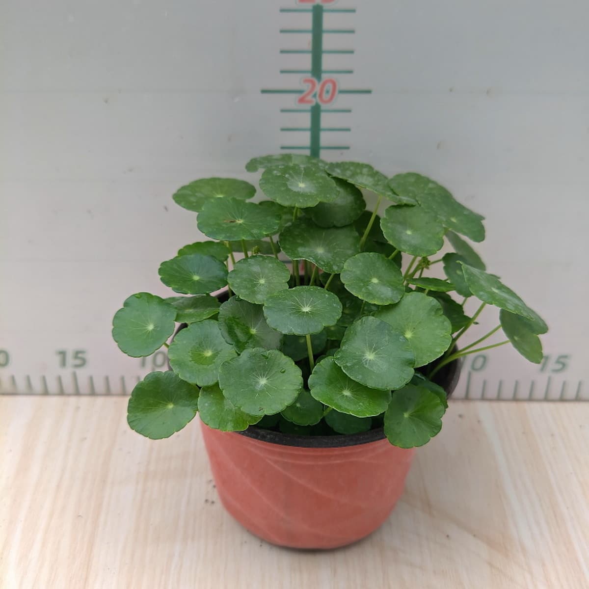 Комнатные растения с листьями каштана Penniserum Гидропонные растения офисные настольные цветы в горшках комнатные зеленые...