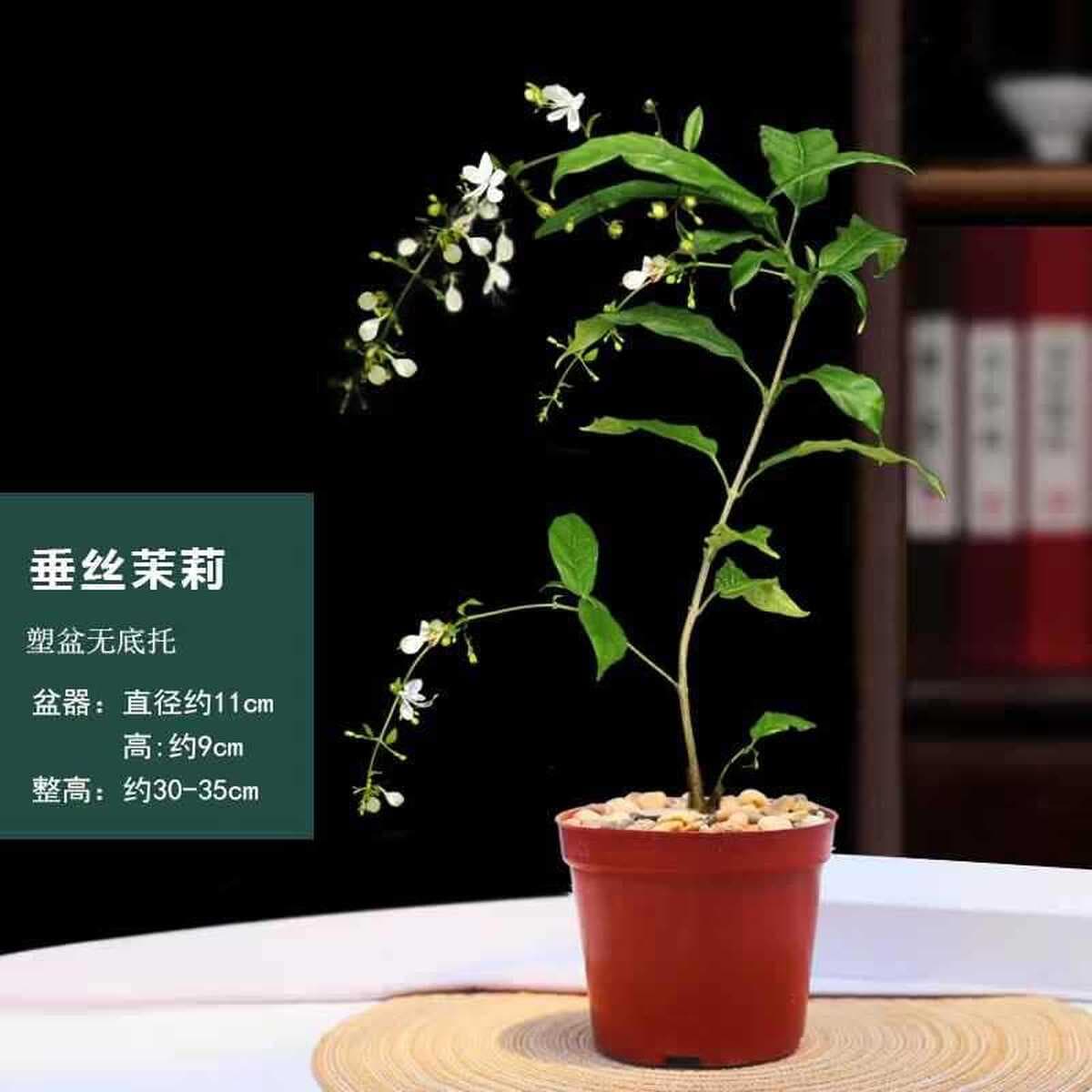 Импортированные шелковые цветы жасмина в горшках с бутонами, зеленые растения, комнатные подвесные растения, цветущие в...
