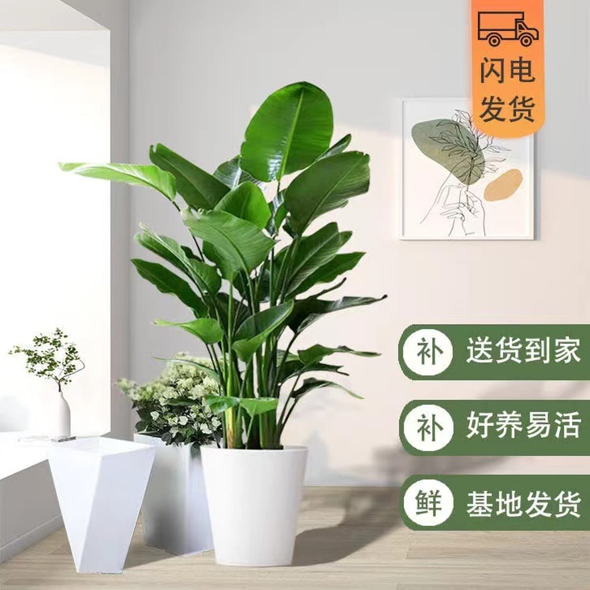 Птица рая в горшке, зеленое комнатное растение, большое растение для гостиной, напольное растение, настоящее дерево, офис,...